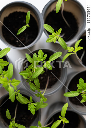 Several young green tomato seedlings grow in gray pots on a white background. Gardening concept. Several young green tomato seedlings grow in gray pots on a white background. Gardening concept. 112735454