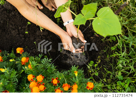 Hands planting a tree amidst flowers, showcasing nature, growth, and eco-friendliness. 112735474