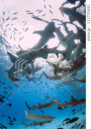 Swimming with a lot of nurse sharks in blue sea. Swimming with a lot of nurse sharks in blue sea. 112735681