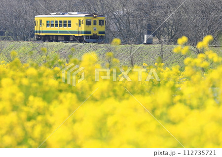 いすみ鉄道「3月中旬の沿線風景」菜の花と黄色い列車 112735721