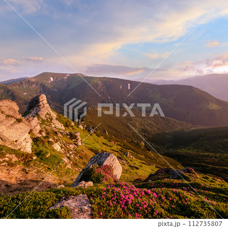 Pink rose rhododendron flowers on morning summer mountain slope. Pink rose rhododendron flowers on morning summer mountain slope. 112735807
