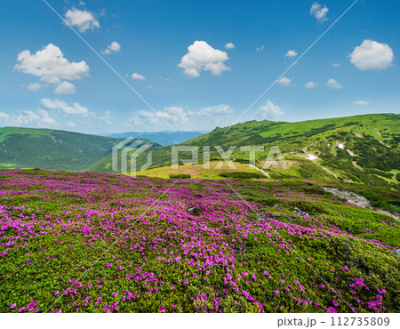 Blossoming slopes (rhododendron flowers ) of Carpathian mountains. Blossoming slopes (rhododendron flowers ) of Carpathian mountains. 112735809