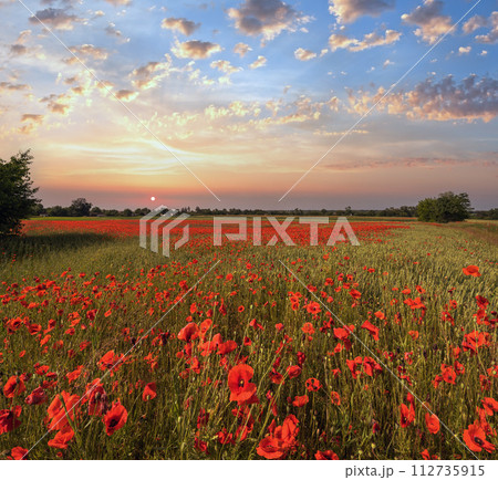 Wheat field and red poppy flowers, Ukraine 112735915