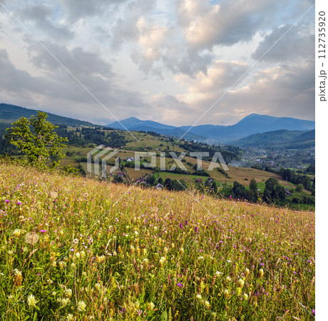 Carpathian mountain countryside summer meadows with beautiful wild flowers 112735920