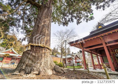 早春の鹽竈神社 御神木杉 宮城県塩竈市 早春の鹽竈神社 御神木杉 宮城県塩竈市 112735975