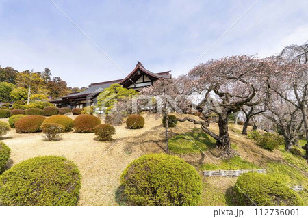 早春の鹽竈神社 四季桜と社務所 宮城県塩竈市 早春の鹽竈神社 四季桜と社務所 宮城県塩竈市 112736001