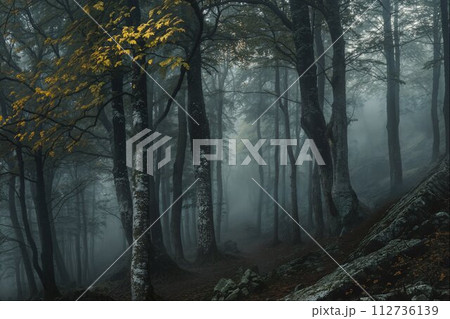 Autumn Forest Trail in Hazy Woodland Scenery Autumn Forest Trail in Hazy Woodland Scenery 112736139