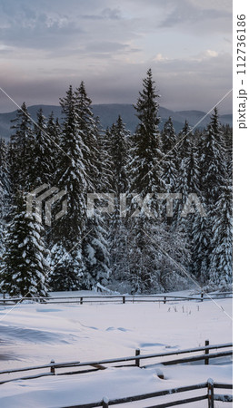 Pre-dawn alpine mountain snowy winter fir forest and snow drifts near wood fence on secondary countryside road wayside Pre-dawn alpine mountain snowy winter fir forest and snow drifts near wood fence on secondary countryside road wayside 112736186