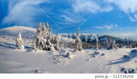 Sunrise mountain skiing freeride slopes and fir tree groves near alpine resort panorama. 112736208