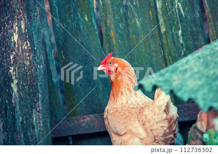 chicken walking in the yard near wooden fence chicken walking in the yard near wooden fence 112736302