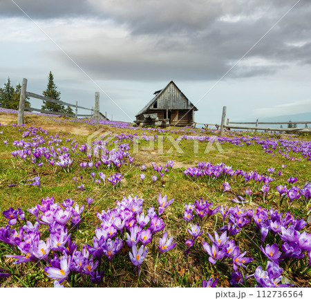 Purple Crocus flowers on spring mountain hill 112736564