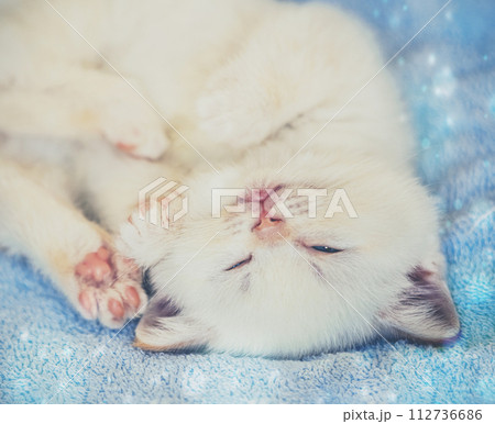 Happy funny cute little sleeping kitten on a soft blue blanket Happy funny cute little sleeping kitten on a soft blue blanket 112736686