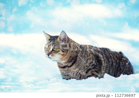 Portrait of a cat walking in the deep snow in winter Portrait of a cat walking in the deep snow in winter 112736697