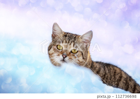 Portrait of a cat walking in the deep glitter snow in winter. Gradient color Portrait of a cat walking in the deep glitter snow in winter. Gradient color 112736698