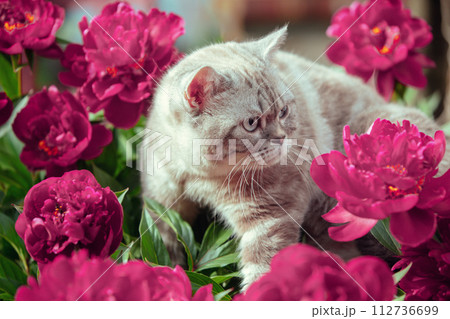 Cute siamese cat with peonies relaxing outdoors in the summer garden Cute siamese cat with peonies relaxing outdoors in the summer garden 112736699
