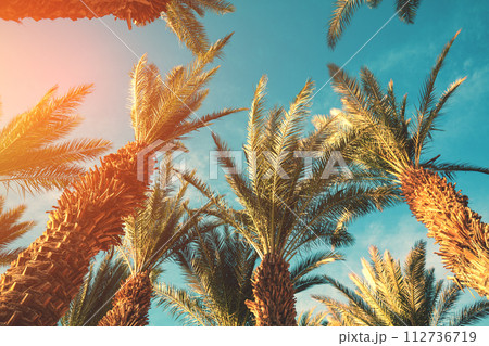 Palm trees against the sky at sunset. Tropical nature background. Palm trees bottom view 112736719