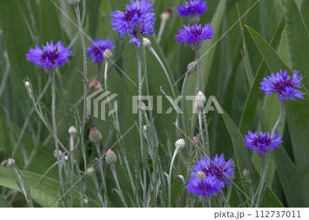 鮮やかに咲いた矢車菊 鮮やかに咲いた矢車菊 112737011
