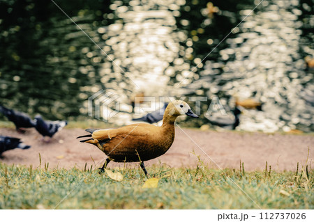 Duck is walking on the grass near a body of water. Autumn, leaf fall concept 112737026