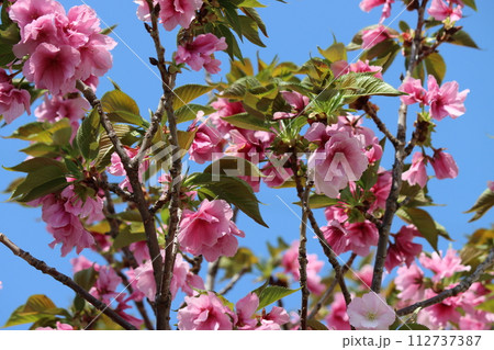 美しい花色が印象的な品種の紅豊ー九 112737387