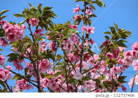 深みのある色合い輝くような里桜ー六 深みのある色合い輝くような里桜ー六 112737406