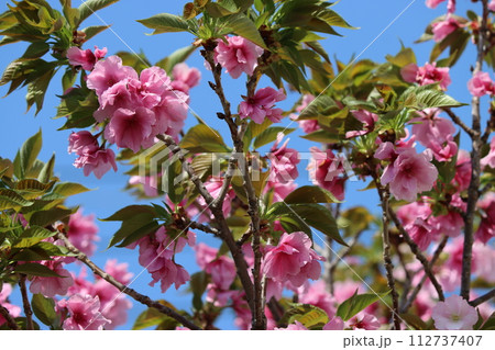 深みのある色合い輝くような里桜ー五 112737407