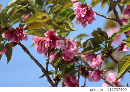 深みのある色合い輝くような里桜ー参 112737409