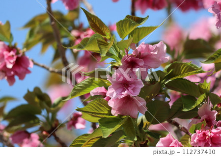 深みのある色合い輝くような里桜ー弐 112737410