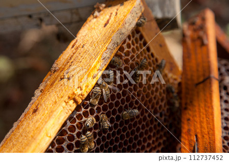 Close up view of working bees on honeycomb with sweet honey.. 112737452