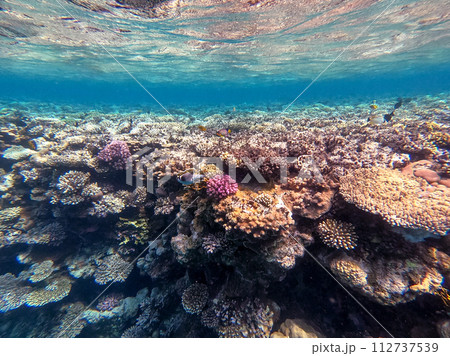 Underwater life of reef with corals and tropical fish. Coral Reef at the Red Sea, Egypt. Underwater life of reef with corals and tropical fish. Coral Reef at the Red Sea, Egypt. 112737539