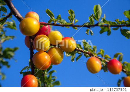 Ripe cherry plum berries in the garden on a tree. Growing cherry plums in a orchard.. Ripe cherry plum berries in the garden on a tree. Growing cherry plums in a orchard.. 112737591