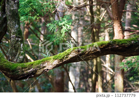 樹木に寄生する植物 112737779