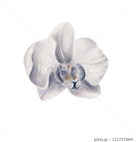 Watercolor illustration of a white orchid flower in cool shades close-up on a white background. Tropical plants for greeting card, frame border flowers, wedding stationery, background, postcard. Watercolor illustration of a white orchid flower in cool shades close-up on a white background. Tropical plants for greeting card, frame border flowers, wedding stationery, background, postcard. 112737864