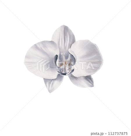Watercolor illustration of a white orchid flower in cool shades close-up on a white background. Tropical plants for greeting card, frame border flowers, wedding stationery, background, postcard. 112737875