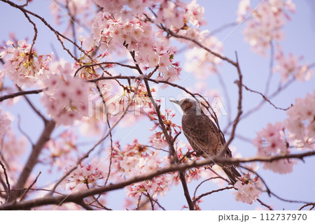桜のブランコで羽休めをするヒヨドリ 112737970