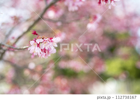 オカメ 桜 春の花 春素材 112738167