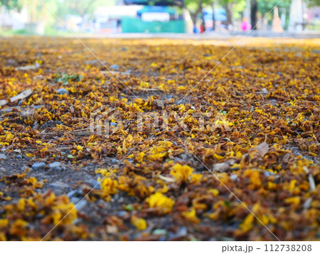 Yellow flower petals fall on the ground 112738208