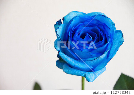 青い薔薇 112738342