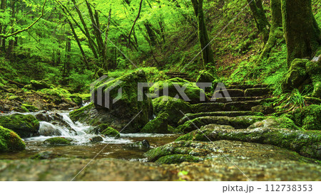 新緑が美しい御岳山のロックガーデン【東京都・青梅市】 112738353