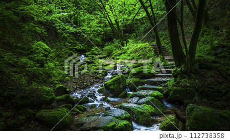 新緑が美しい御岳山のロックガーデン【東京都・青梅市】 112738358