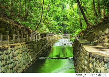 等々力渓谷公園の美しい新緑【東京都・世田谷区】 等々力渓谷公園の美しい新緑【東京都・世田谷区】 112738365