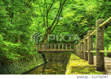 等々力渓谷公園の美しい新緑【東京都・世田谷区】 等々力渓谷公園の美しい新緑【東京都・世田谷区】 112738367