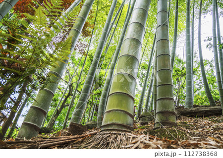 竹林を見上げる 竹林を見上げる 112738368