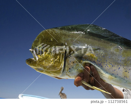 Mexican Fisherman holding big Mahi Mahi / Dorado fish baja california sur 112738561