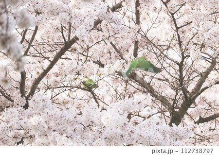 桜とインコの飛びたち 112738797