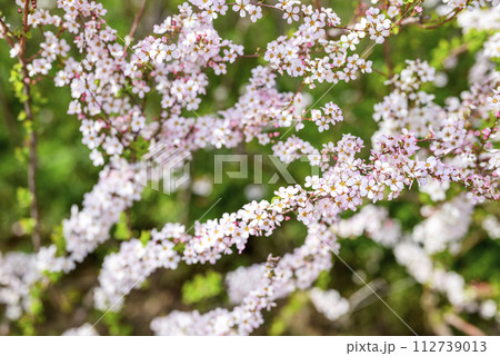 ユキヤナギ フジノピンキー ピンクのユキヤナギ 春の花 春素材 ユキヤナギ フジノピンキー ピンクのユキヤナギ 春の花 春素材 112739013