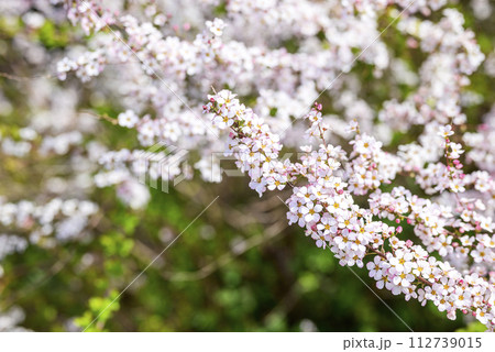 ユキヤナギ フジノピンキー ピンクのユキヤナギ 春の花 春素材 112739015