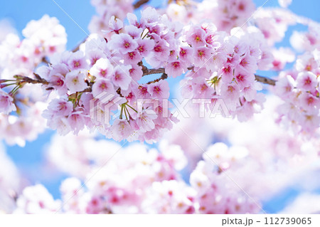 青空バックの桜 青空バックの桜 112739065