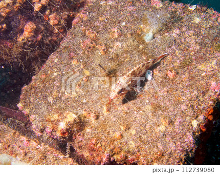 岩に擬態する小魚 112739080