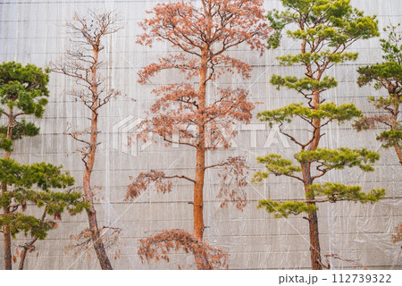 枯れた松と大丈夫な松【長野県】 枯れた松と大丈夫な松【長野県】 112739322