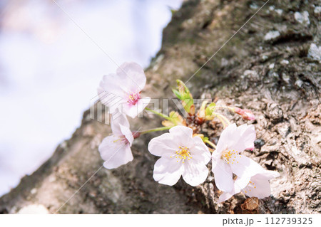 幹から生える桜の花 幹から生える桜の花 112739325